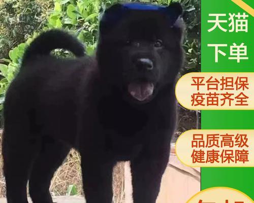 如何挑选适合狩猎的司犬犬种？掌握这几点事半功倍