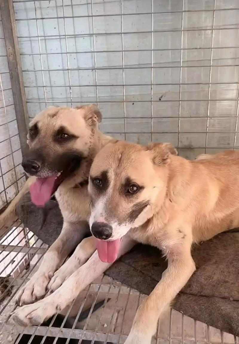 选择适合司犬的狗种打猎，助您事半功倍（如何挑选合适的狗种？一起来了解吧！）