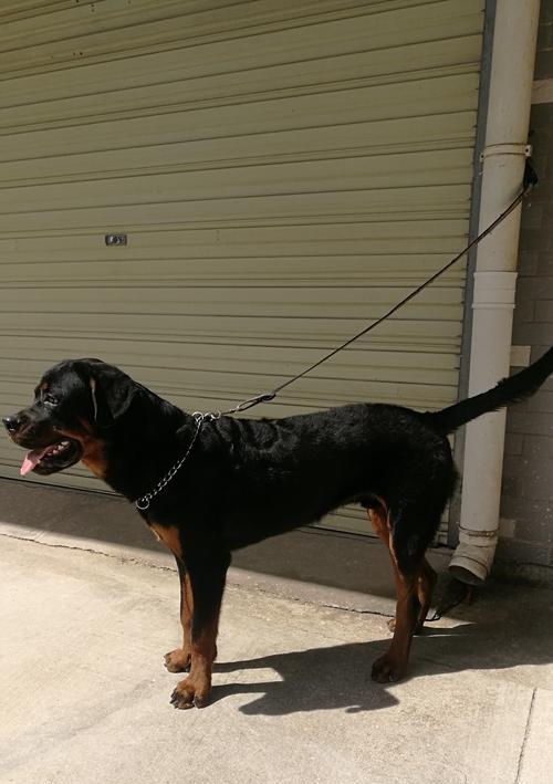 罗威纳犬裁耳的原因及争议（了解为何罗威纳犬需要裁耳并探讨相关争议）