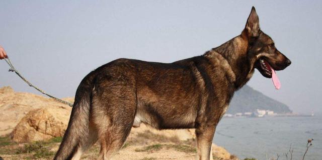 以军犬（种类多样、训练严格，以军犬助力军队使命）