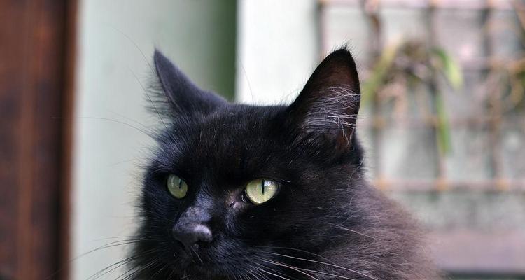 猫眼中的黑色之谜（探秘猫眼中的神秘黑色）