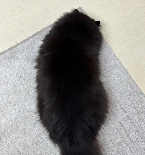 猫眼中的黑色之谜（探秘猫眼中的神秘黑色）