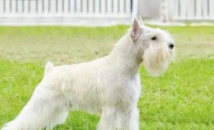 罗威纳犬裁耳原因与争议解析：动物福利与传统的碰撞