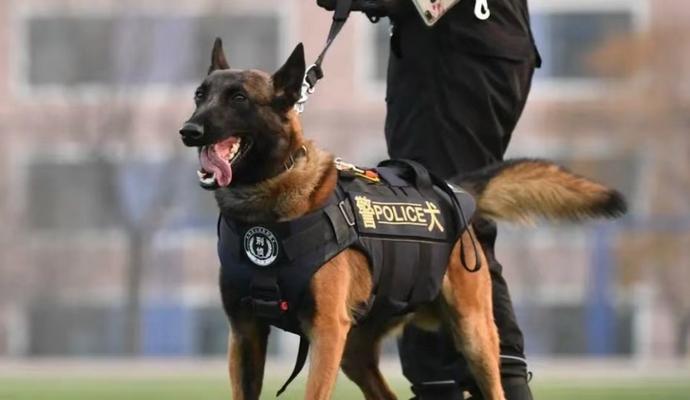 以军犬种类与训练：军队使命中的忠诚伙伴与关键力量
