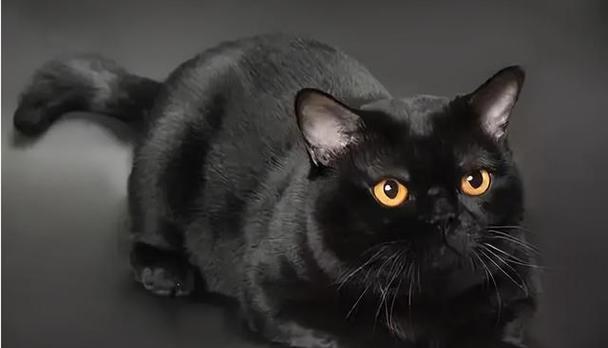 猫眼黑色奥秘解析：夜视能力与遗传基因的探秘