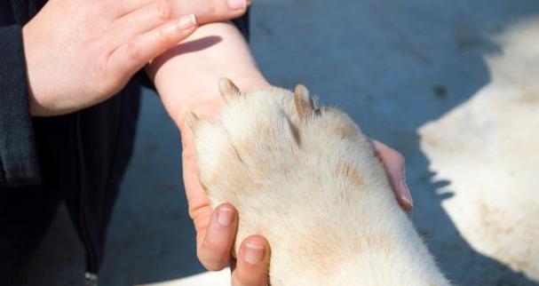 如何选择适合剃毛的时间（理发师告诉你最佳剃毛时间和方法）