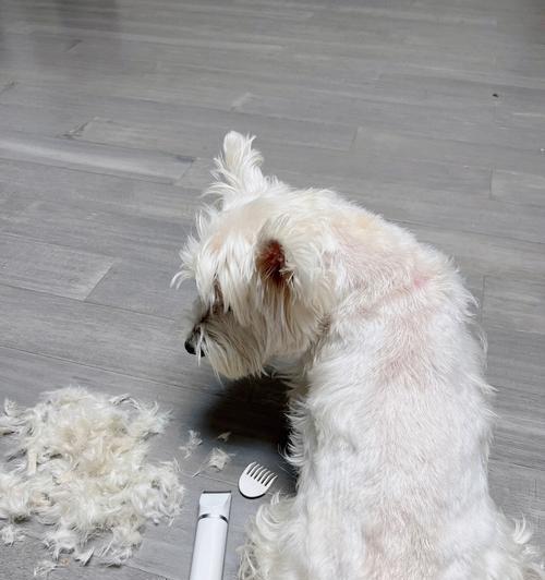 如何选择适合剃毛的时间（理发师告诉你最佳剃毛时间和方法）