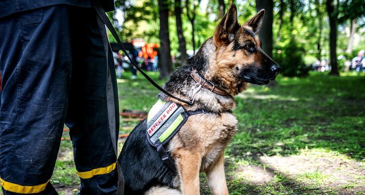 以军犬（种类多样、训练严格，以军犬助力军队使命）