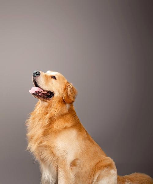 一月金毛的水果盛宴（探究金毛喜欢吃什么水果及其营养价值）