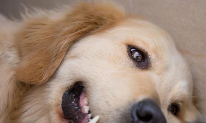 一月金毛的水果盛宴（探究金毛喜欢吃什么水果及其营养价值）