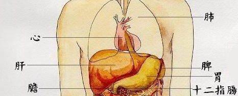 揭秘猫的肝在身体的哪个位置？（探索猫体内肝脏的隐秘之处）