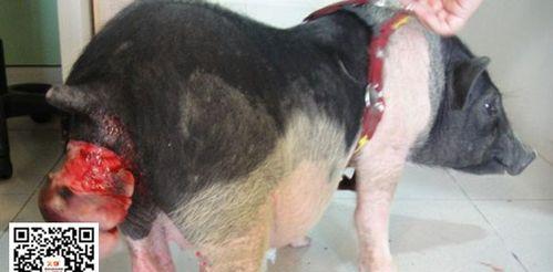 狗狗脱肛的原因与预防措施（探究狗狗脱肛的成因，帮助饲主预防）