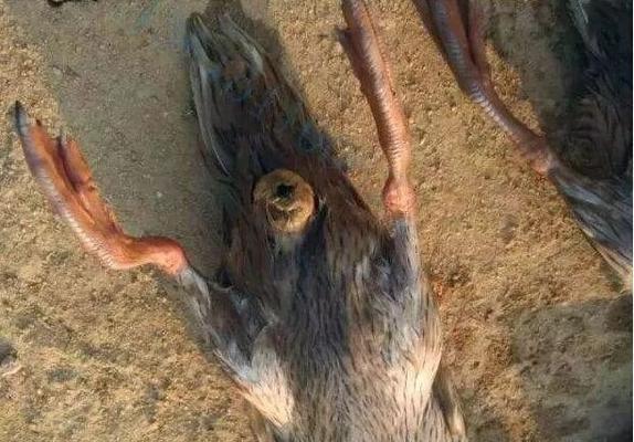 狗狗脱肛的原因与预防措施（探究狗狗脱肛的成因，帮助饲主预防）