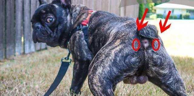 狗狗脱肛的常见成因与预防方法，守护爱犬健康