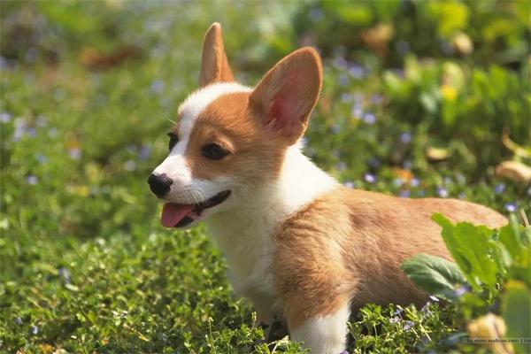 狗狗不让闻屁股的原因与应对方法，了解犬类社交行为