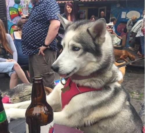 狗喝醉酒的危害与紧急处理，预防酒精中毒保护宠物健康