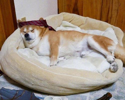 狗喝醉酒的后果（探究狗喝多了酒的危害与预防）