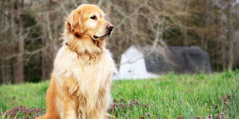 世界上能战斗的狗种有哪些？（探索狗狗的战斗基因和战斗能力）