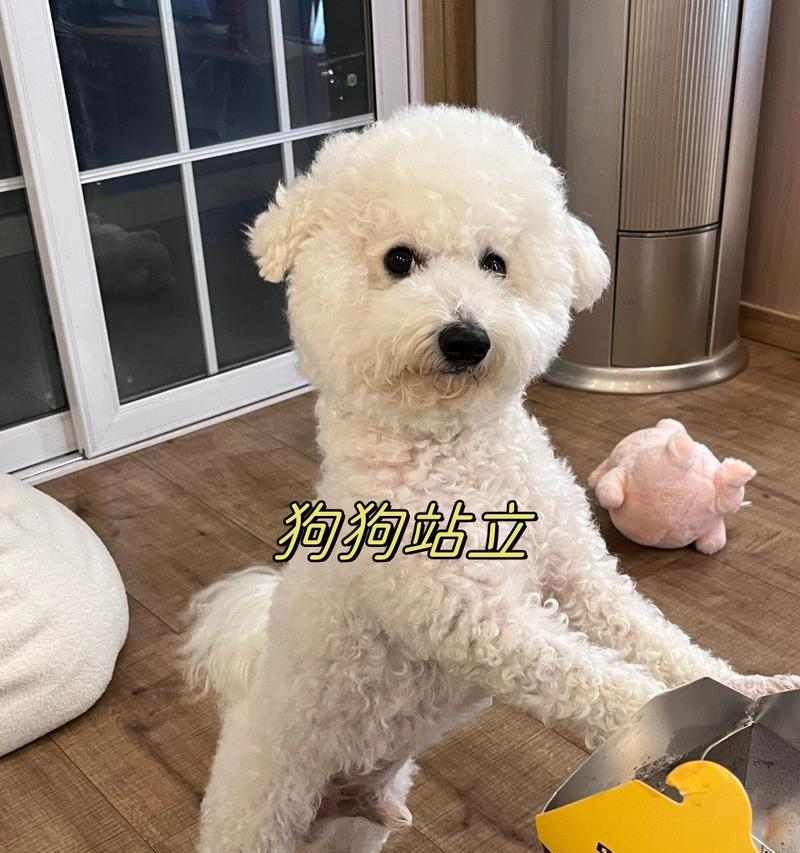 世界上具备战斗能力的狗种盘点：战斗基因与特性解析