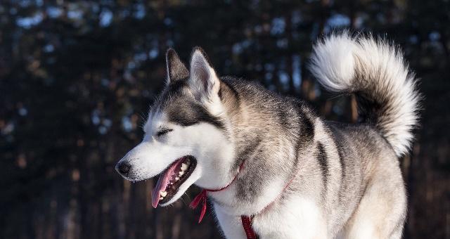 探究哈士奇毛发长的原因（为什么哈士奇的毛发比其他犬种更长？）