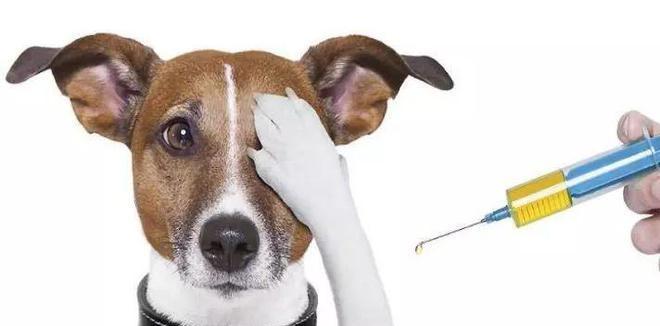 揭秘以7联疫苗——保护儿童健康的守护神（以7联疫苗，为孩子筑起健康防线）