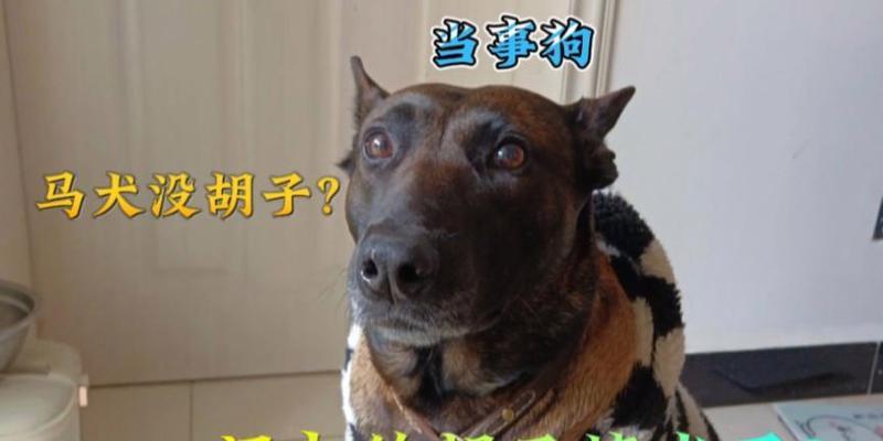 狗的胡须四根背后的秘密：感知猎物、导航与情绪表达