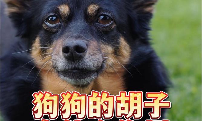 狗的胡须四根的奥秘（揭开狗的胡须四根背后的深意）