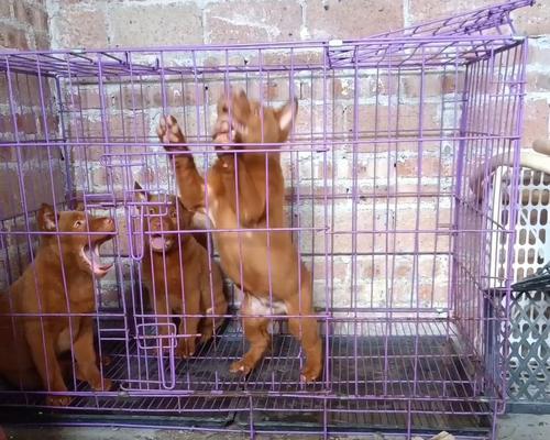 狗的胡须四根的奥秘（揭开狗的胡须四根背后的深意）