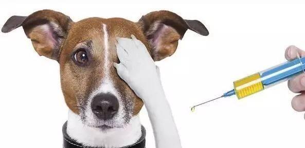 狗狗疫苗全攻略：常见种类与科学接种时间指南