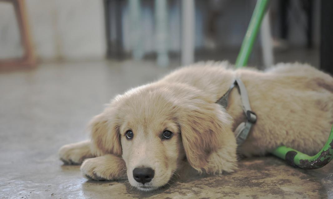 小金毛的饮食需求与适宜食物（了解小金毛的食物偏好和健康饮食习惯）