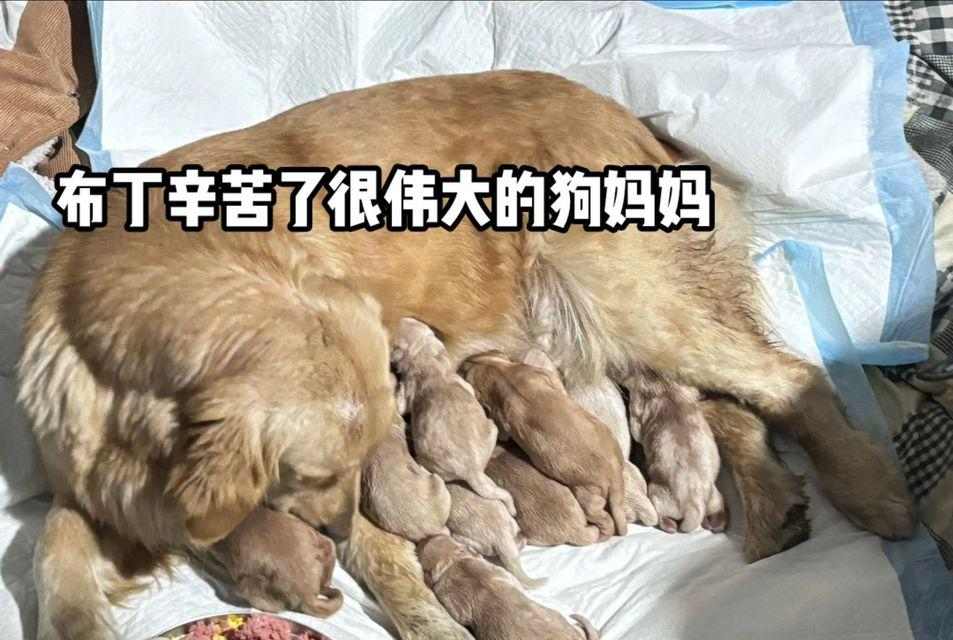 小金毛的饮食需求与适宜食物（了解小金毛的食物偏好和健康饮食习惯）