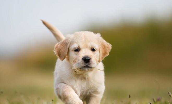 小金毛饮食指南：健康食物选择与喂养注意事项