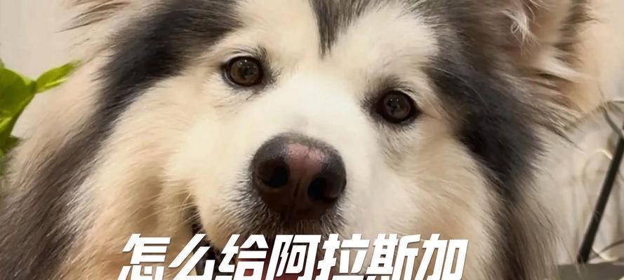 阿拉斯加成犬的理想狗粮选择（为你的宠物提供健康饮食，选择合适的狗粮品牌）