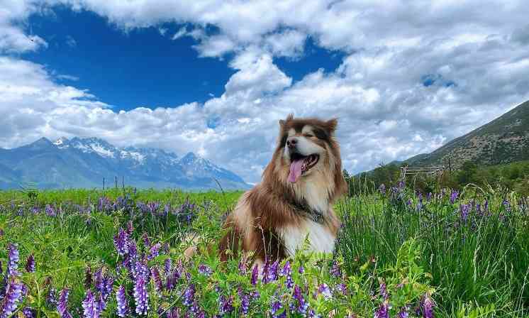 阿拉斯加成犬的理想狗粮选择（为你的宠物提供健康饮食，选择合适的狗粮品牌）