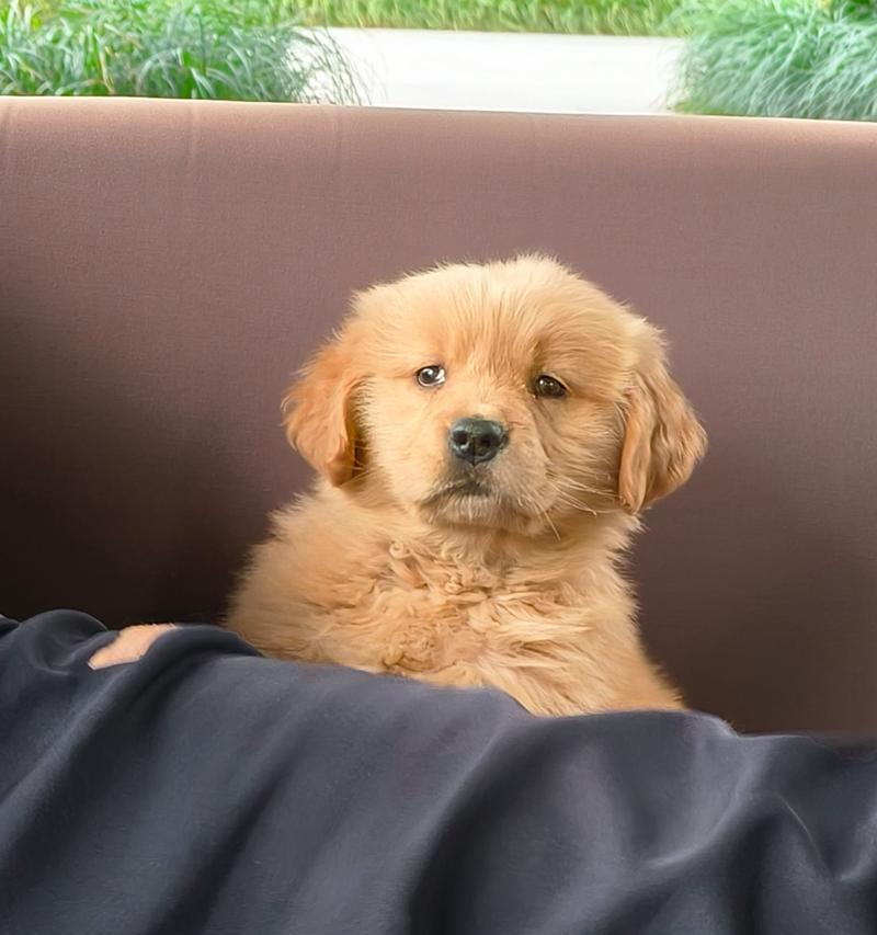 金毛宝宝的天使期（纯真可爱的金毛什么时候是天使期？）