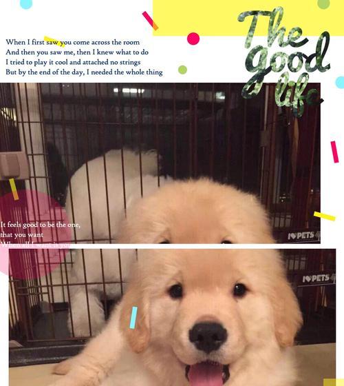 金毛宝宝天使期揭秘，纯真可爱的成长阶段特点解析