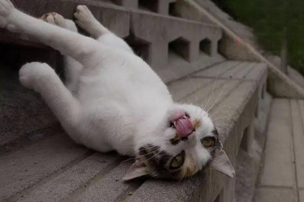 犬猫甲状腺功能减退症治疗方案