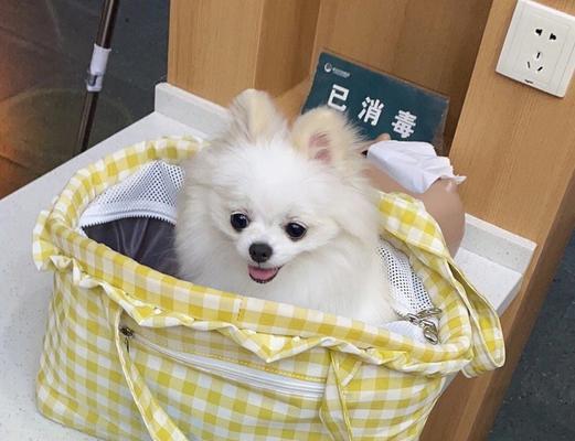 博美的饮食习惯与拉肚子的原因（揭秘博美的饮食偏好以及引发拉肚子的因素）