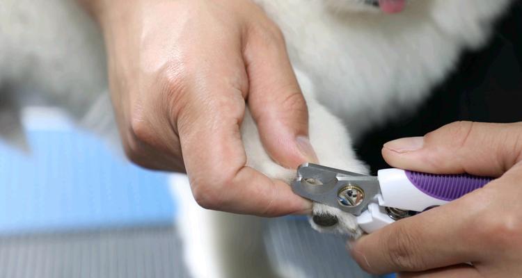 博美拉肚子原因与饮食禁忌解析，科学喂养防腹泻