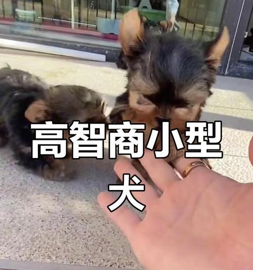 约克夏狗的饮食需求及注意事项（以约克夏狗为主题的饮食健康指南）