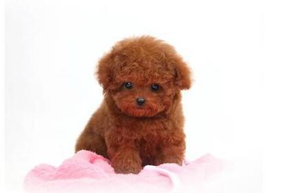 母泰迪什么时候生宝宝？（了解母泰迪的生育周期及相关特征）