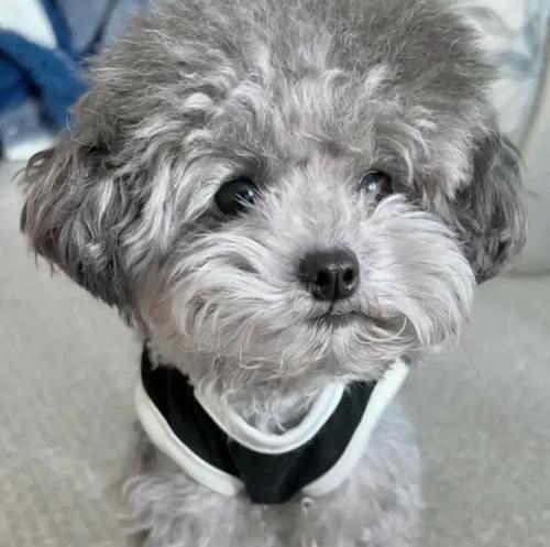 母泰迪什么时候生宝宝？（了解母泰迪的生育周期及相关特征）