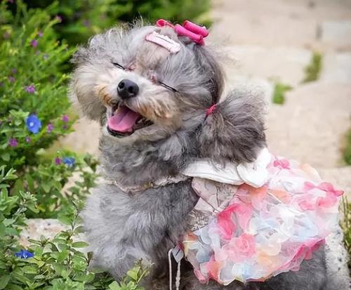 母泰迪什么时候生宝宝？（了解母泰迪的生育周期及相关特征）