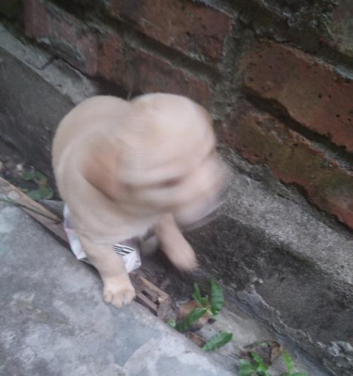 狗为什么不喜欢出门了？（探索狗狗对户外环境的心理转变和适应能力）