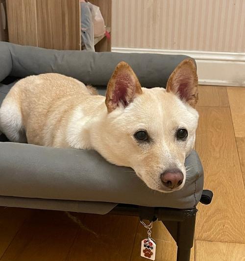 狗狗为何突然抗拒出门？解析心理转变与适应方法