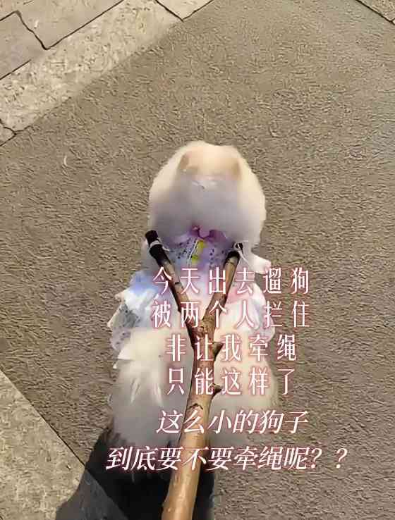 狗为什么不喜欢出门了？（探索狗狗对户外环境的心理转变和适应能力）