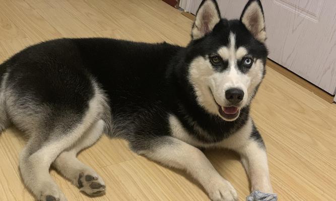 哈士奇的健康饮食之道（了解哈士奇的辅食需求，打造均衡营养的饮食计划）