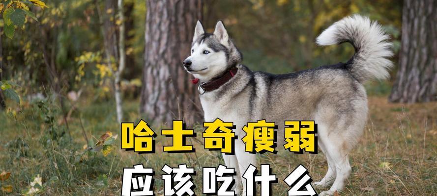 哈士奇健康饮食指南：如何科学搭配辅食与均衡营养