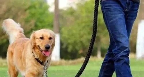 以狗为主题的良好管理方法（培养顺从性与建立健康的狗主关系）