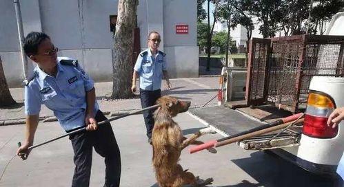 以狗为主题的良好管理方法（培养顺从性与建立健康的狗主关系）